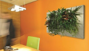 Plants, planted in a frame on a kitchen wall.